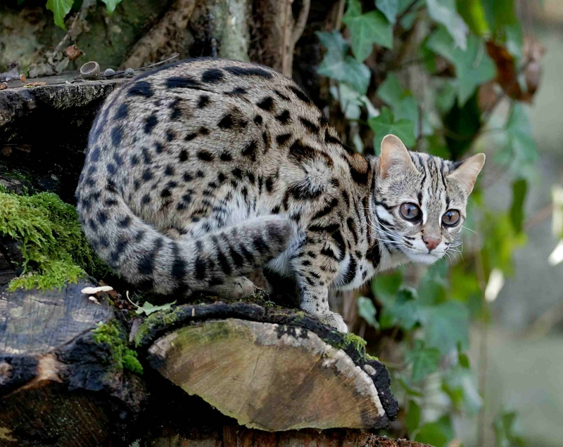 Illustration for article titled Caturday - Prionailurus bengalensis Edition